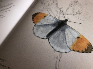 Een spectaculaire wereld van vlinders Susan Spekschoor